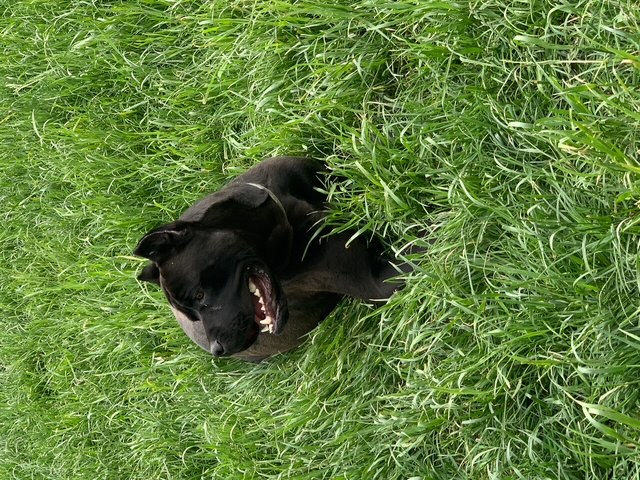 Cute dog enjoying playtime outside